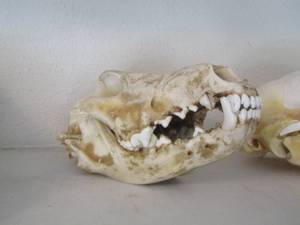 lot 1329 image: SKULL  UNK