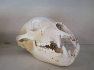 lot 1328 image: BEAR SKULL