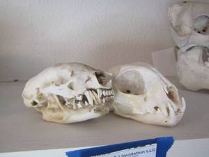 lot 1327 image: COUGAR SKULL