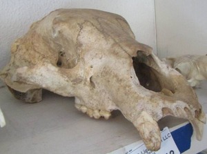 lot 1343 image: SKULL  ( WE CANT FIGURE THIS ONE OUT)