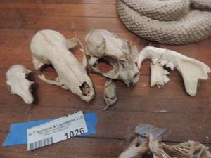 lot 1026 image: .Animal skulls