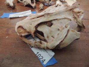 lot 1024 image: Racoon skull