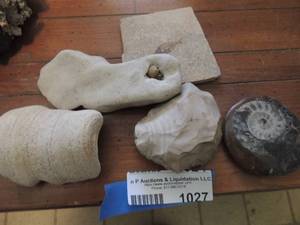 lot 1027 image: Fossils & stones