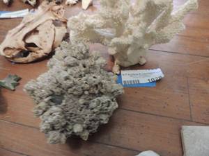 lot 1028 image: CORAL