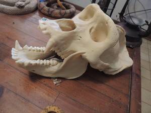 lot 1029 image: CHIMPANZE SKULL