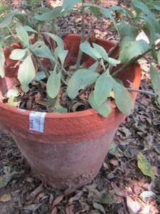 lot 1909 image: PLANT IN POT