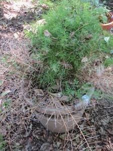 lot 1910 image: ASPARAGUS FERN