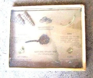 lot 1943 image: diamond back rattle snake shadow box