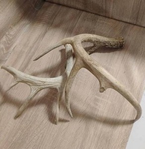 lot 87 image: DEER  ANTLERS