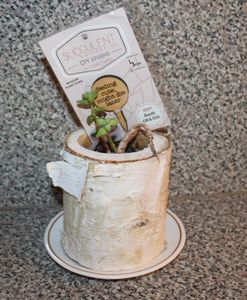 lot 301 image: Succulent Plant