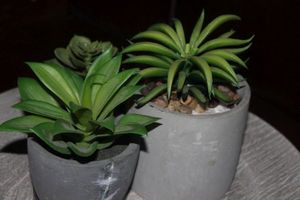 lot 407 image: Artificial Succulent Plants