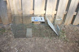 lot 90 image: Animal trapping cage, Large animal Have A Heart cage