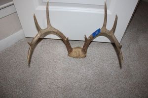 lot 120 image: Deer antlers