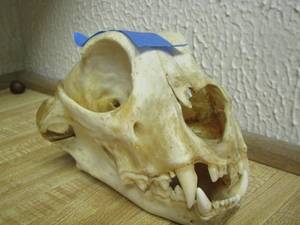lot 2108 image: LARGE CAT SKULL