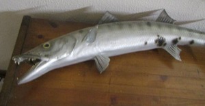 lot 2132 image: BARRACUDA FISH MOUNT - APPROX 32 LENGTH