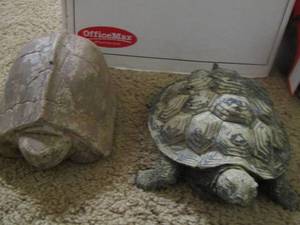 lot 2136 image: outdoor turtles for dcor