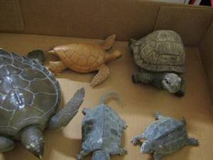 lot 2137 image: various types and colors of turtles used for display