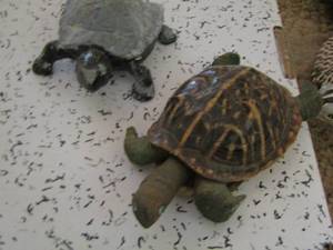 lot 2142 image: 2 turtles dcor