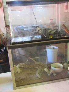 lot 2201 image: reptilesmall animal tanks