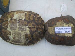lot 2529 image: turtle shells