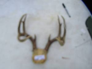 lot 2543 image: set of antlers