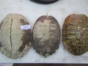 lot 2323 image: qty 3 empty turtle shells
