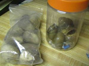 lot 2085 image: snail shells - collectable rocks