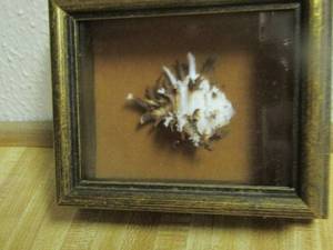 lot 2098 image: shadow box with SHELL  Inside