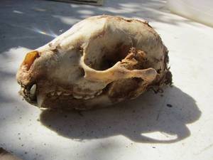 lot 2341 image: RACCOON Skull