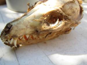 lot 2342 image: CANINE FAMILY   SKULL