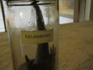 lot 2235 image: salamander in jar