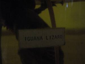 lot 2237 image: iguana lizard in jar