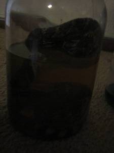 lot 2238 image: PRESERVED SPECIMEN (UNK)  IN JAR