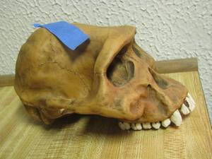 lot 2109 image: CHIMPANEE skull
