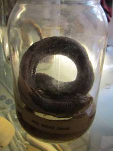 lot 2252 image: hog nose snake in jar