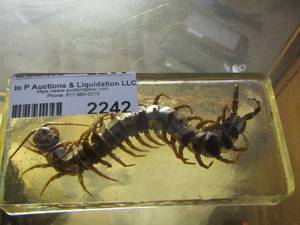 lot 2242 image: centipede
