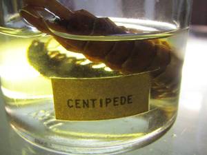 lot 2240 image: centipede in jar