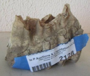 lot 2128 image: animal tooth unsure the type