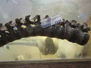 lot 2219 image: spine