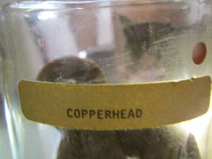 lot 2221 image: copperhead in jar
