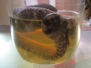 lot 2249 image: rattlesnake in jar
