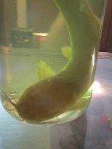 lot 2244 image: walking fish in jar