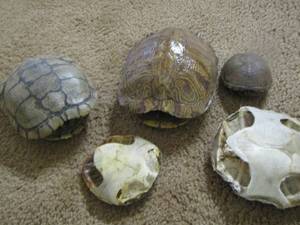lot 2135 image: turtle shells of all types