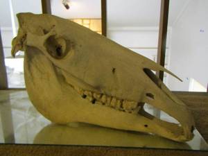 lot 2253 image: HORSE SKULL