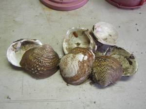 lot 2267 image: shells qty 7