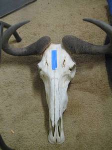 lot 2187 image: WILDEBEEST SKULL