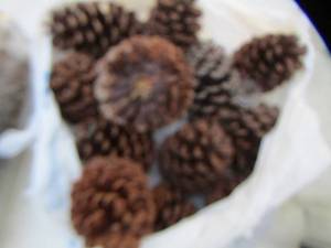 lot 2542 image: pine cones