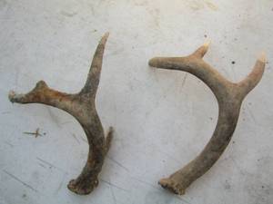 lot 2339 image: deer antlers