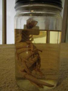 lot 2234 image: crawfish in jar