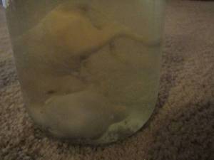 lot 2236 image: PRESERVED PIGLET IN JAR